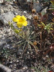 Linum ucranicum