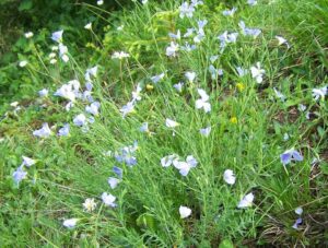 Linum extraaxillare