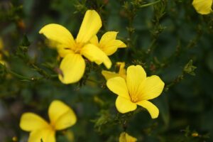 Linum flavum