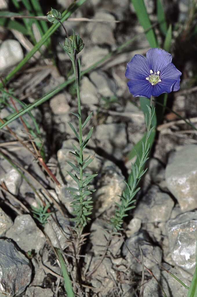 Linum leonii