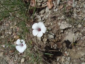 Linum milletii