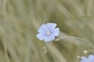 Linum narbonense