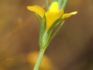 Linum nodiflorum