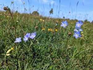 Linum anglicum