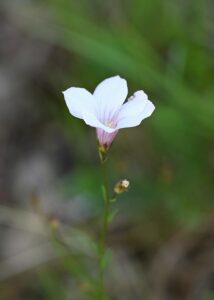 Linum salsoloides