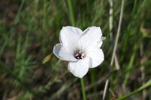 Linum suffruticosum