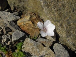 Linum appressum