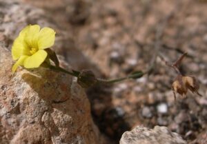 Linum trigynum