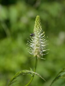 Phyteuma spicatum