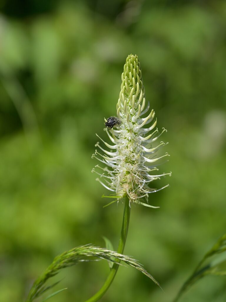 Phyteuma spicatum