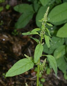 Lipandra polysperma
