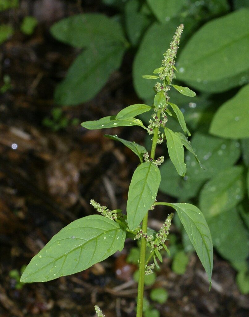 Lipandra polysperma