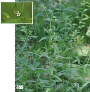 Lithospermum officinale