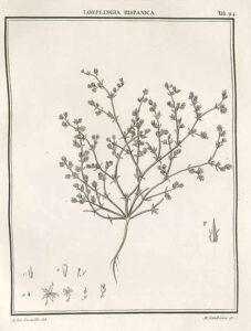 Loeflingia hispanica