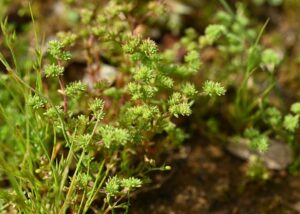 Loeflingia baetica