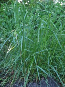 Lolium perenne