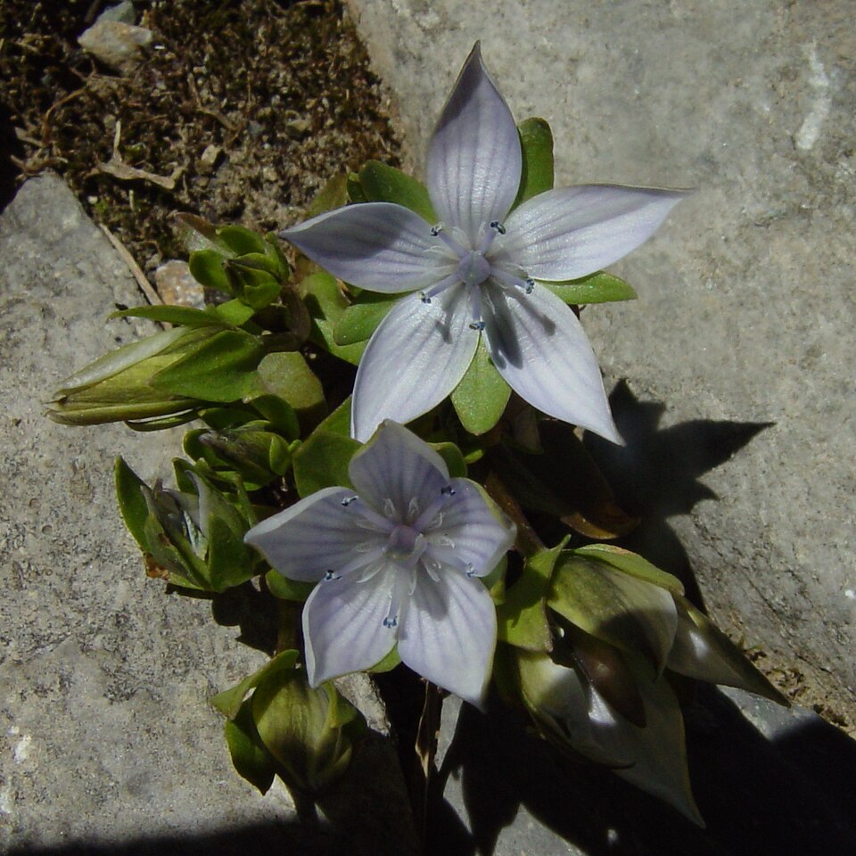 Lomatogonium carinthiacum