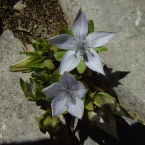 Lomatogonium carinthiacum