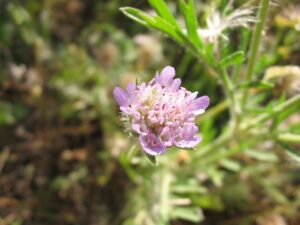 Lomelosia simplex