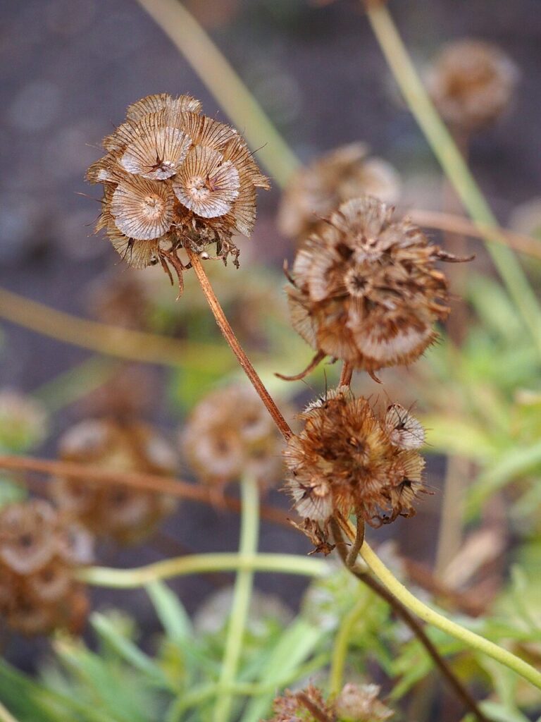 Lomelosia stellata