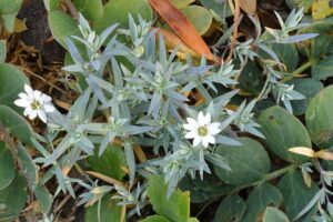 Stellaria longipes