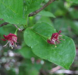 Lonicera alpigena