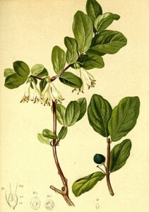 Lonicera caerulea
