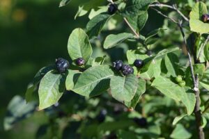 Lonicera caucasica