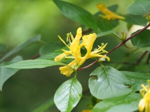 Lonicera chrysantha