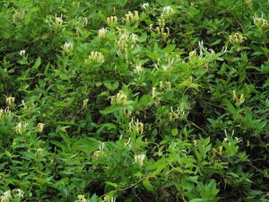 Lonicera japonica