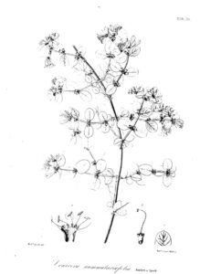 Lonicera nummulariifolia subsp. nummulariifolia