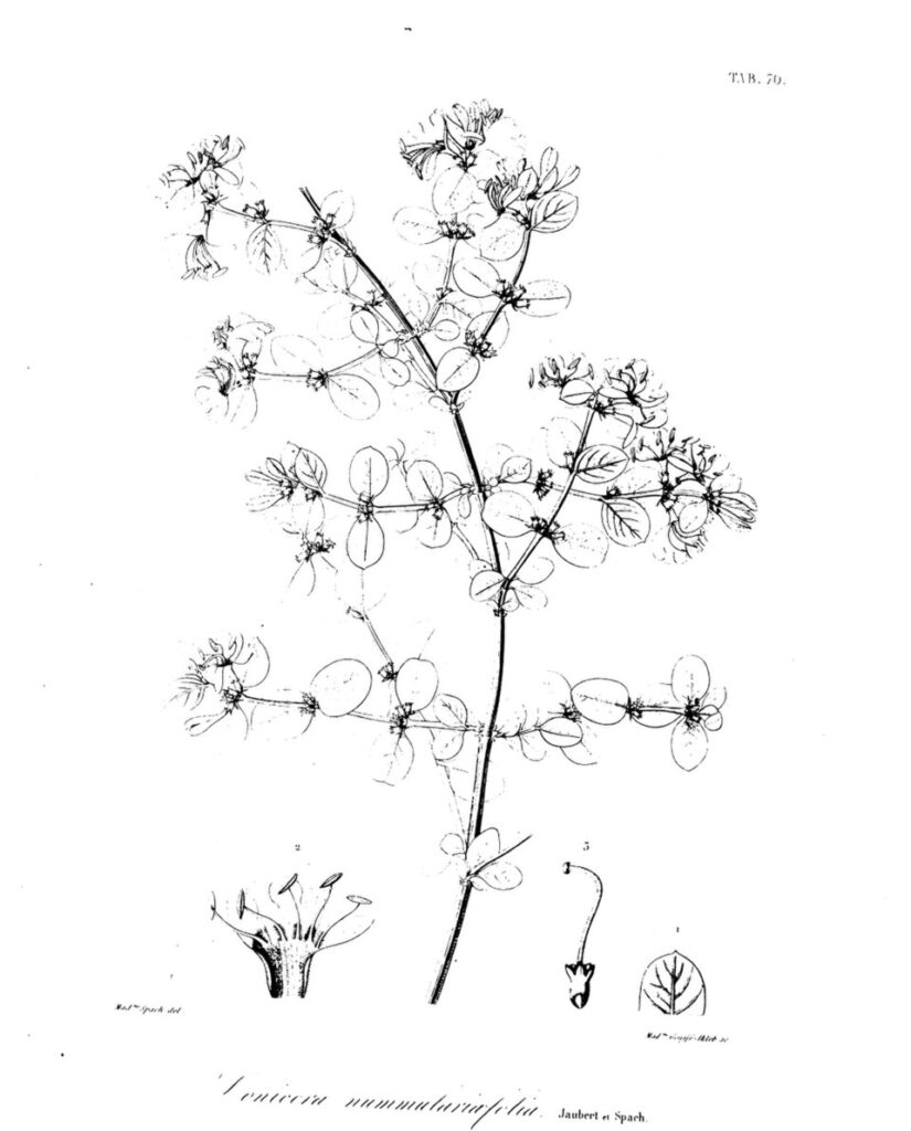 Lonicera nummulariifolia subsp. nummulariifolia