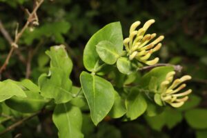 Lonicera periclymenum