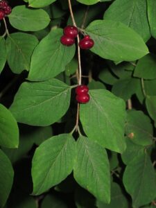 Lonicera xylosteum
