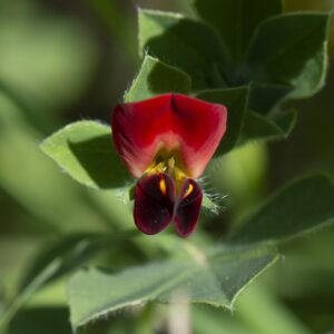 Lotus tetragonolobus