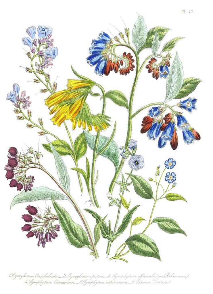 Onosma cinerea