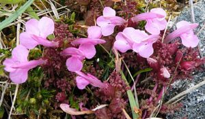 Pedicularis sylvatica