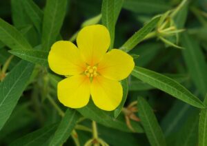 Ludwigia grandiflora