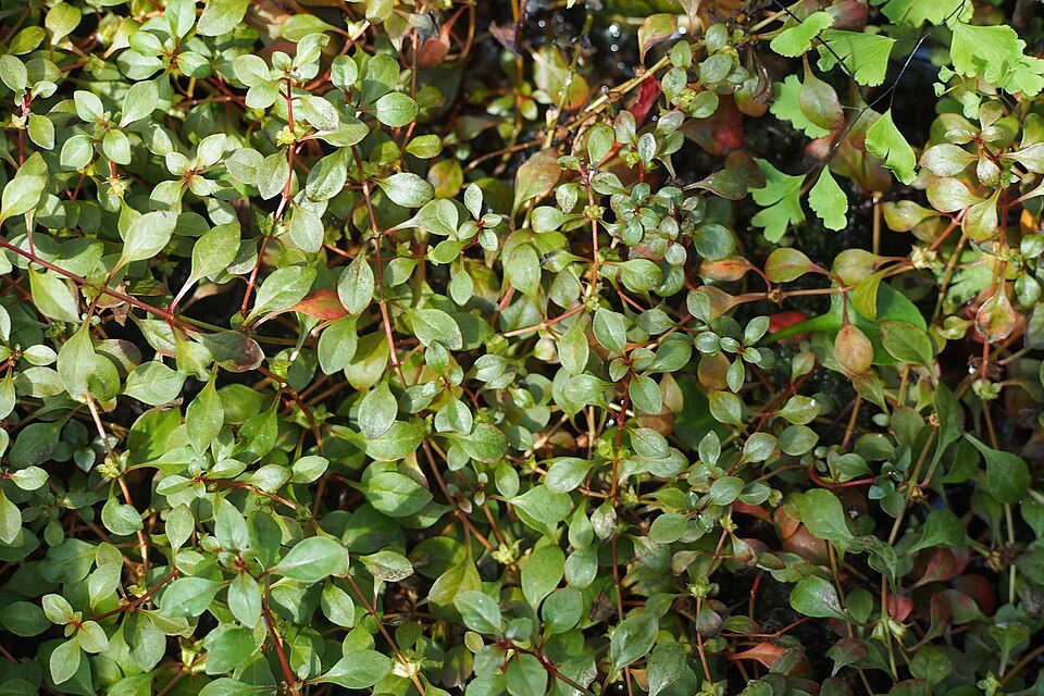 Ludwigia palustris
