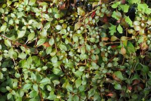 Ludwigia palustris