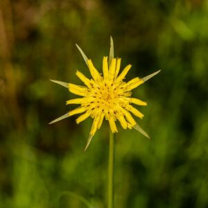 Tragopogon minor