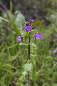 Lunaria annua