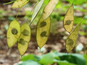 Lunaria rediviva