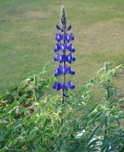 Lupinus pilosus