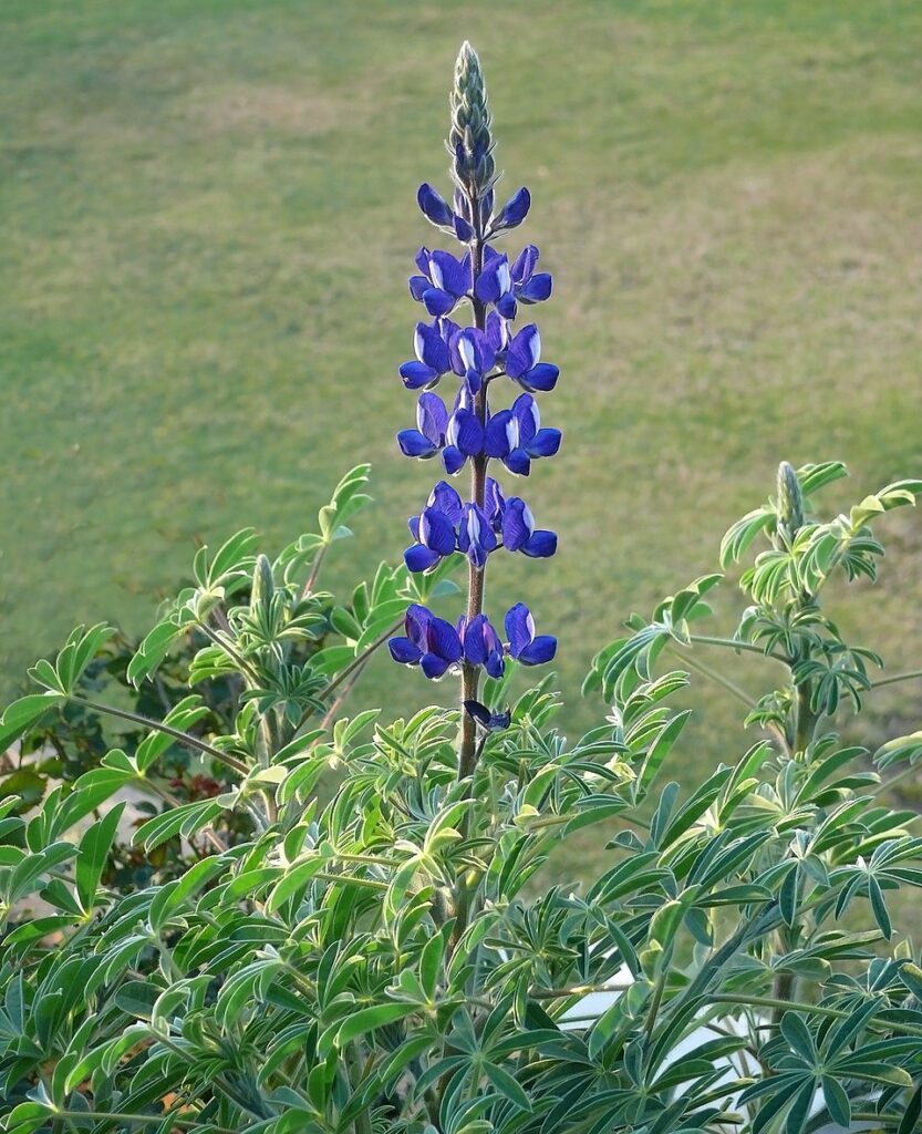 Lupinus pilosus