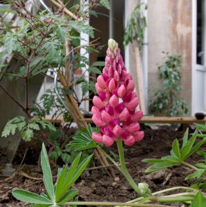 Lupinus polyphyllus