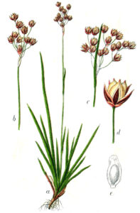 Luzula forsteri