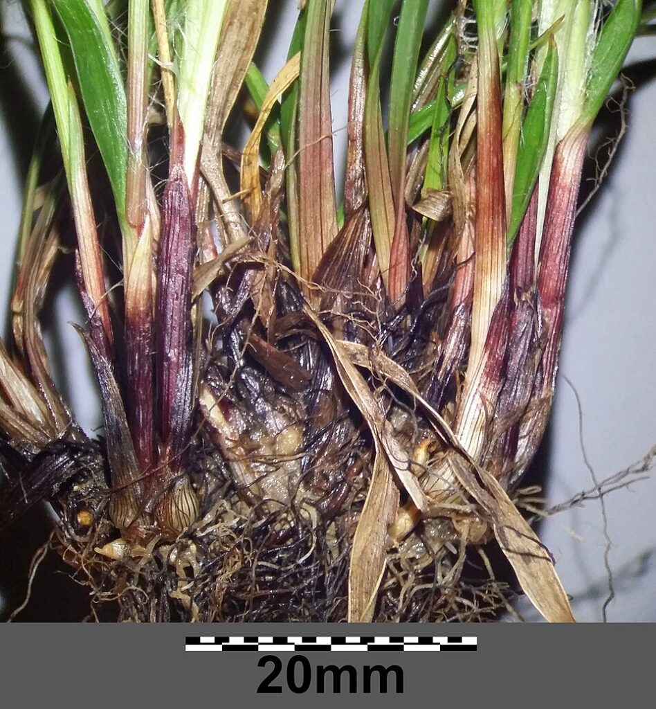 Luzula forsteri subsp. forsteri