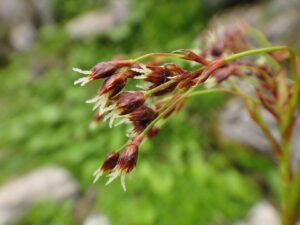 Luzula glabrata