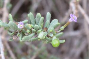 Lycium intricatum